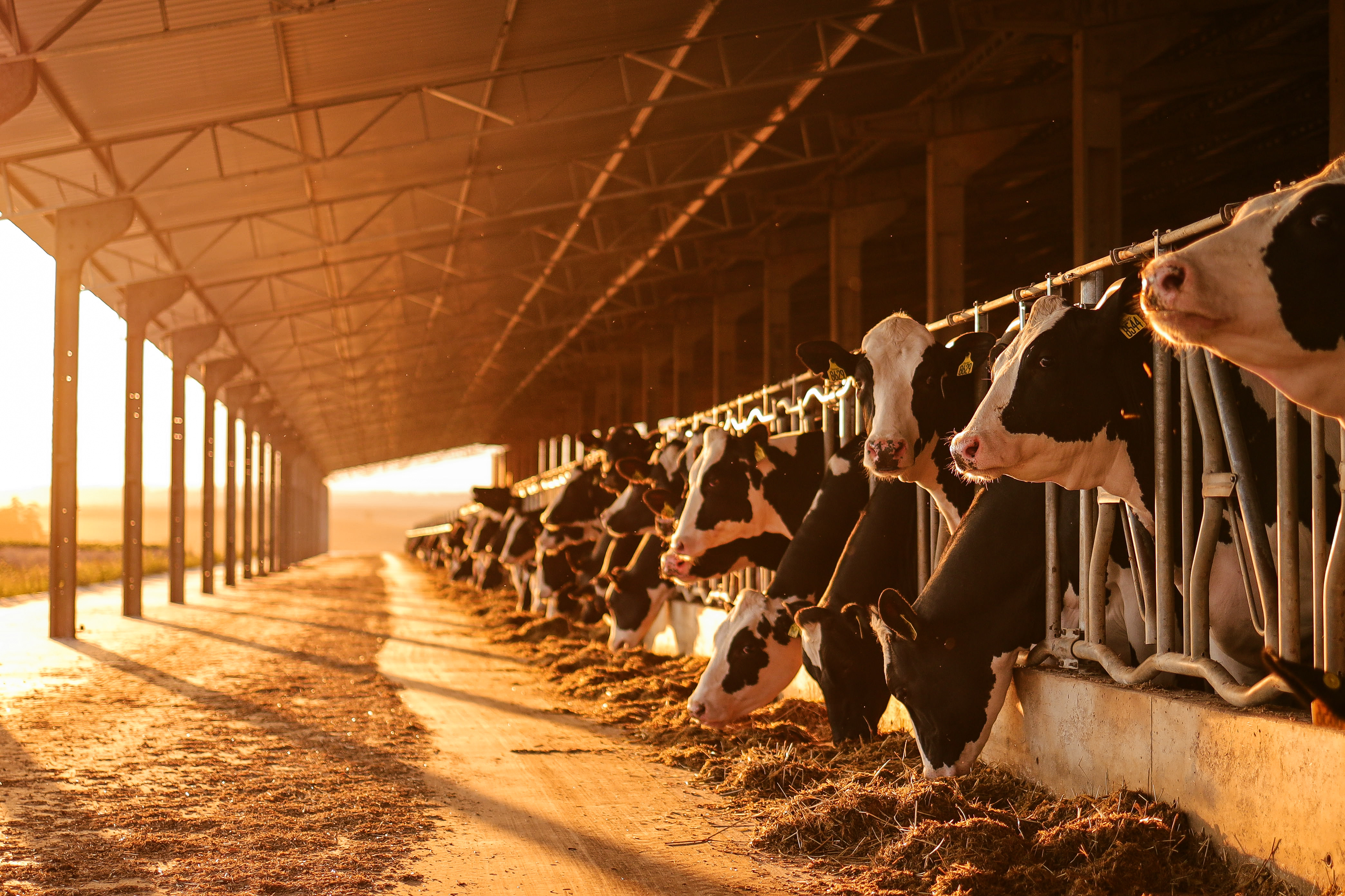 Pôr do sol e bem-estar no rebanho